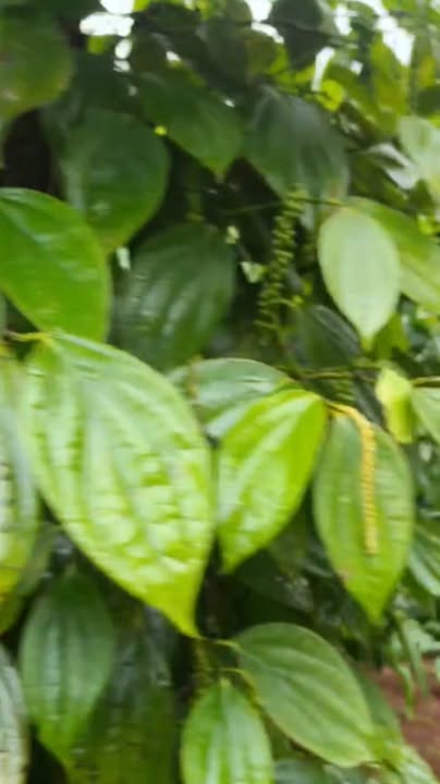 Đất thổ cư 30,000m² tại Nam Bình, Đắk Song giá 3.5 tỷ - Cơ hội đầu tư hấp dẫn!