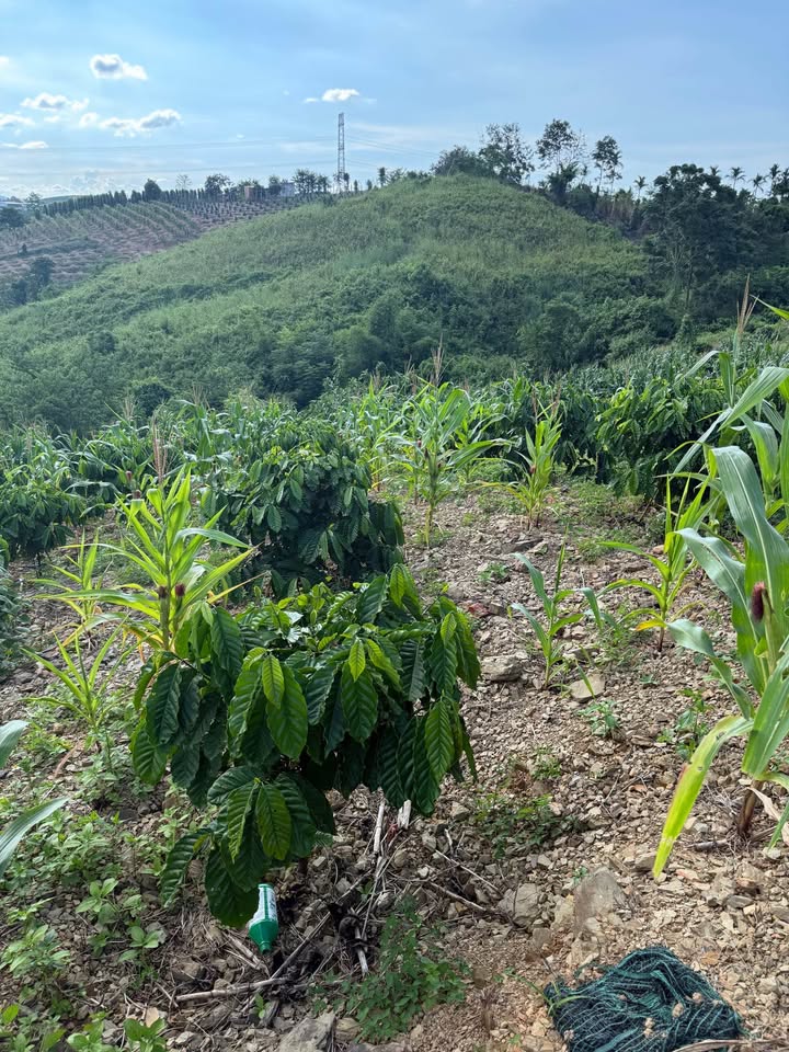 Đất nông nghiệp 3ha tại Nam Tân, Đạ Huoai - Giá chỉ 1.95 tỷ, đầu tư sinh lời!