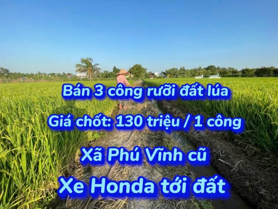 Đất Lúa 3,5 Công Tại Châu Phong, An Giang - Cơ Hội Đầu Tư Chỉ 455 Triệu!