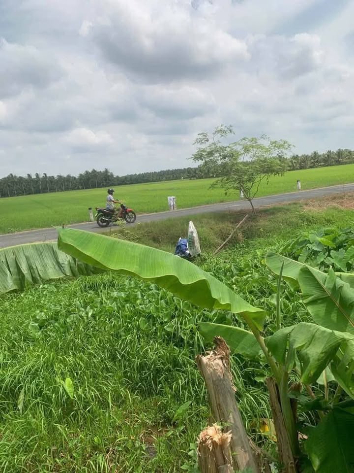 Farm 11 công vườn dừa Tiểu Cần 110.000m² giá 370 triệu - Gần lộ nhựa, thương lượng tốt!