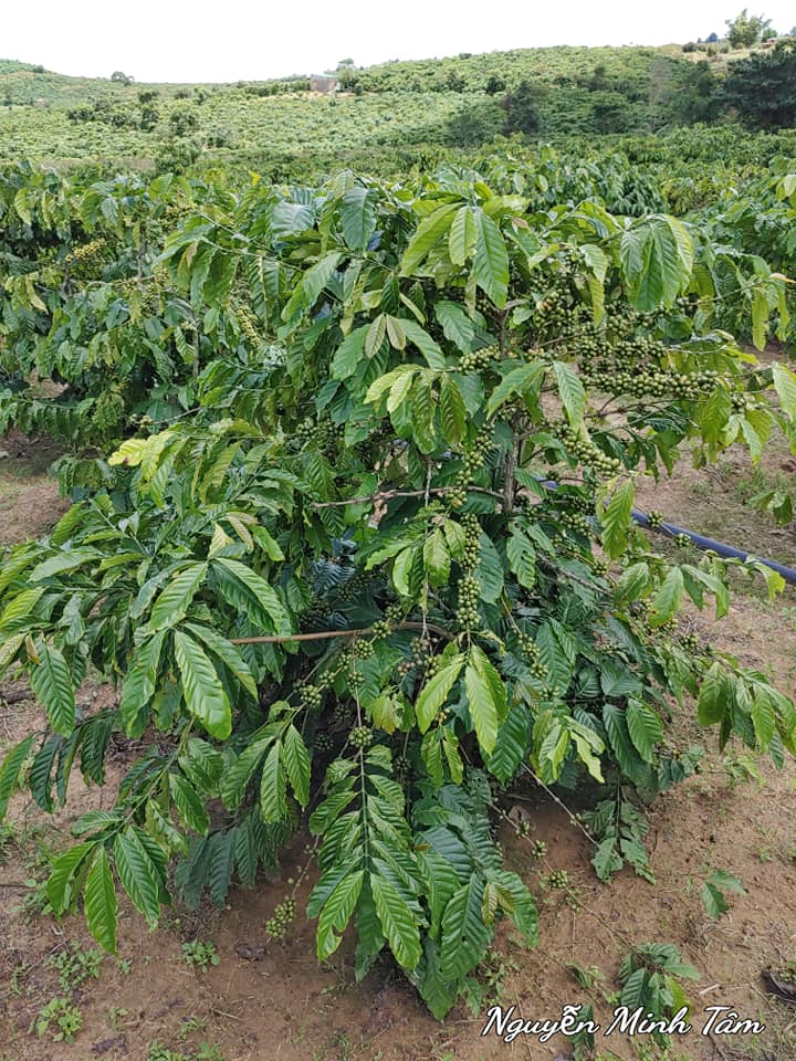 Farm Cafe 1.1 hecta tại Ninh Gia, Lâm Đồng giá chỉ 4 tỷ - Cơ hội đầu tư hấp dẫn!