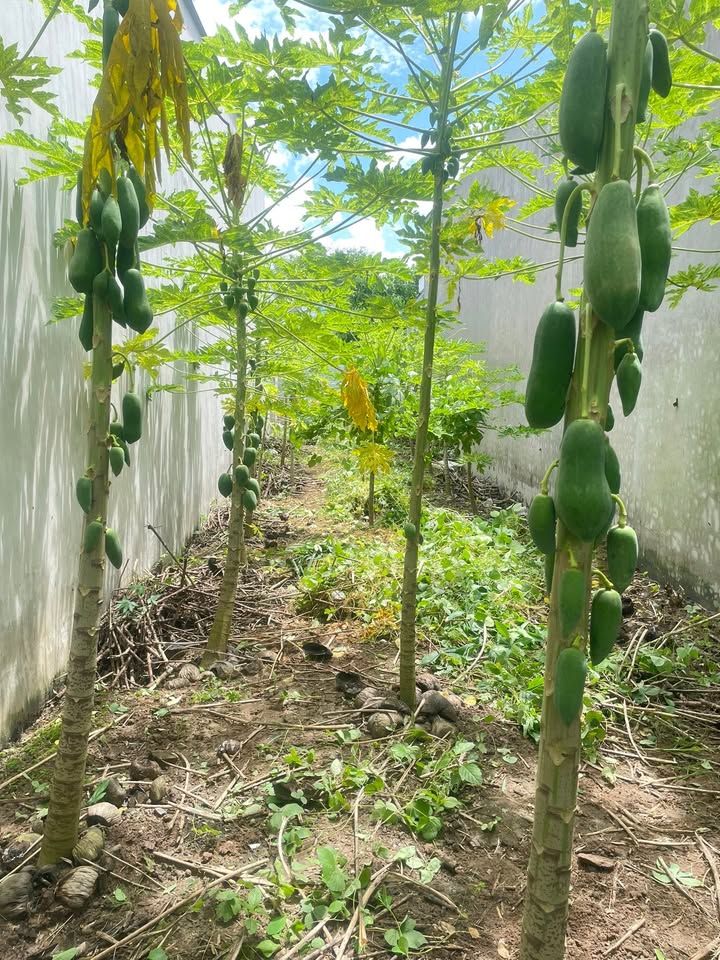 Đất nền hẻm 179 Đoàn Thị Điểm Sóc Trăng 80m² chỉ 700 triệu - Cơ hội đầu tư tuyệt vời!