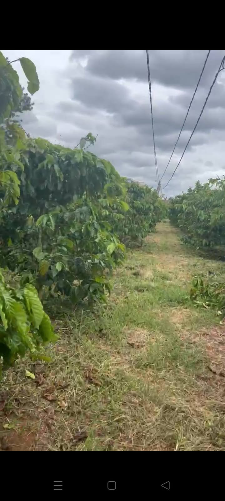 Đất mặt tiền bê tông Tân Hội 240m² giá 1.85 tỷ - Cơ hội đầu tư hấp dẫn!