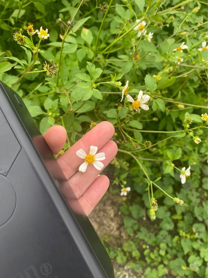 Đất thổ cư 1900m² tại Phong Phú, Tân Lạc - Giá cực tốt chỉ bằng ly cafe!