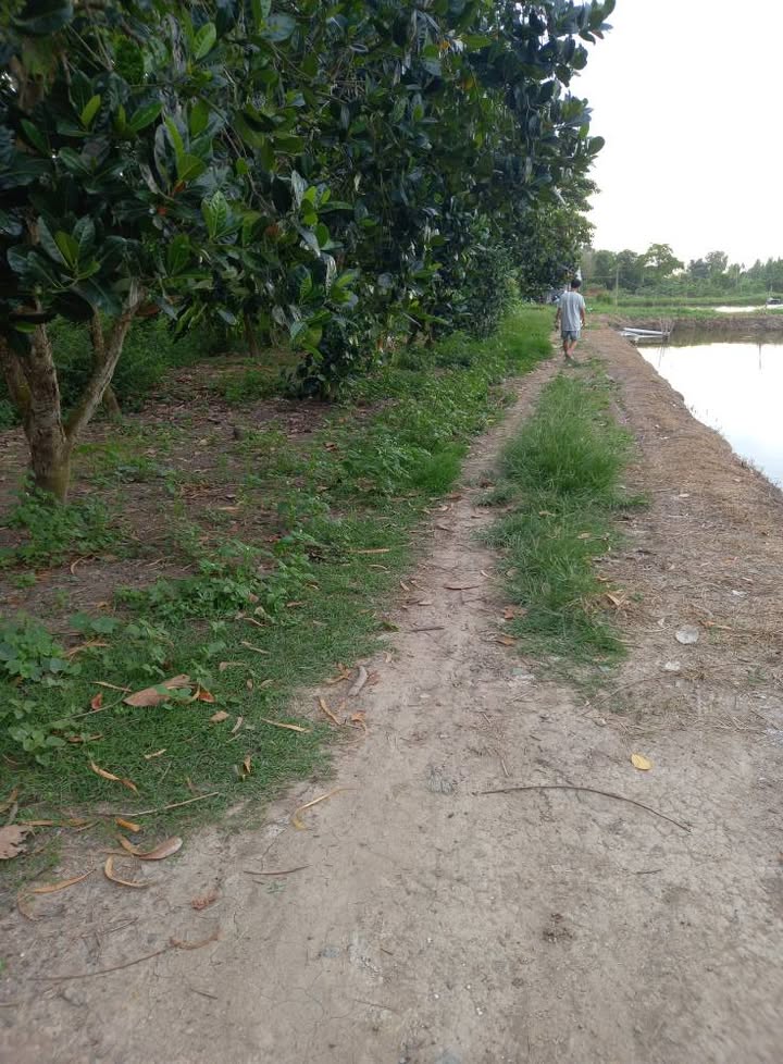 Đất Farm 9000m² Xã Bình Thành - Cơ Hội Đầu Tư Sinh Lời!