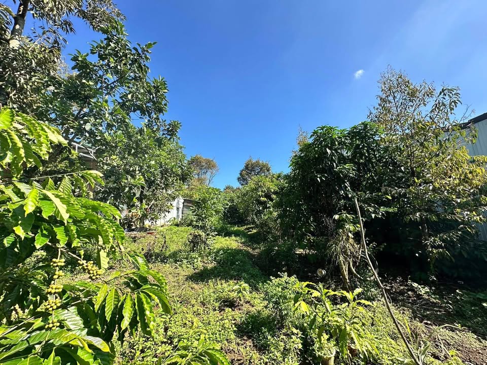 Đất thổ cư Bảo Lộc 430m² giá 3 tỷ - Đầu tư lý tưởng cho nhà vườn!