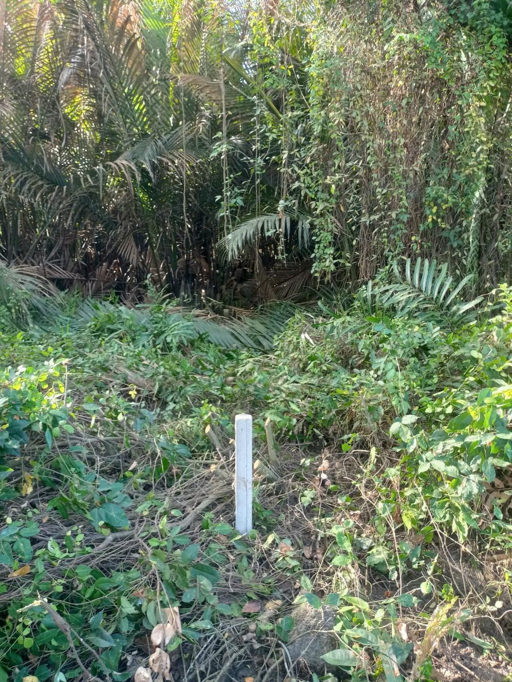 Đất lúa Óc Đảo Long Hựu 1094m² giá chỉ 410 triệu - Đầu tư sinh lời ngay!