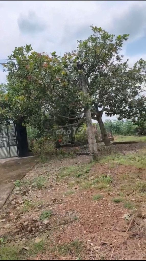 Đất thổ cư 100m² tại Đồng Phú, Bình Phước giá chỉ 385 triệu - Sổ hồng chính chủ!