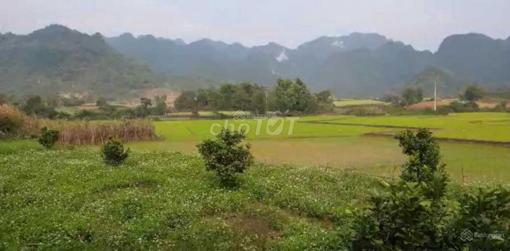 Bán nhanh lô đất vườn xã Thu Bồn, Đà Nẵng 2300m² - Giá đầu tư hấp dẫn!