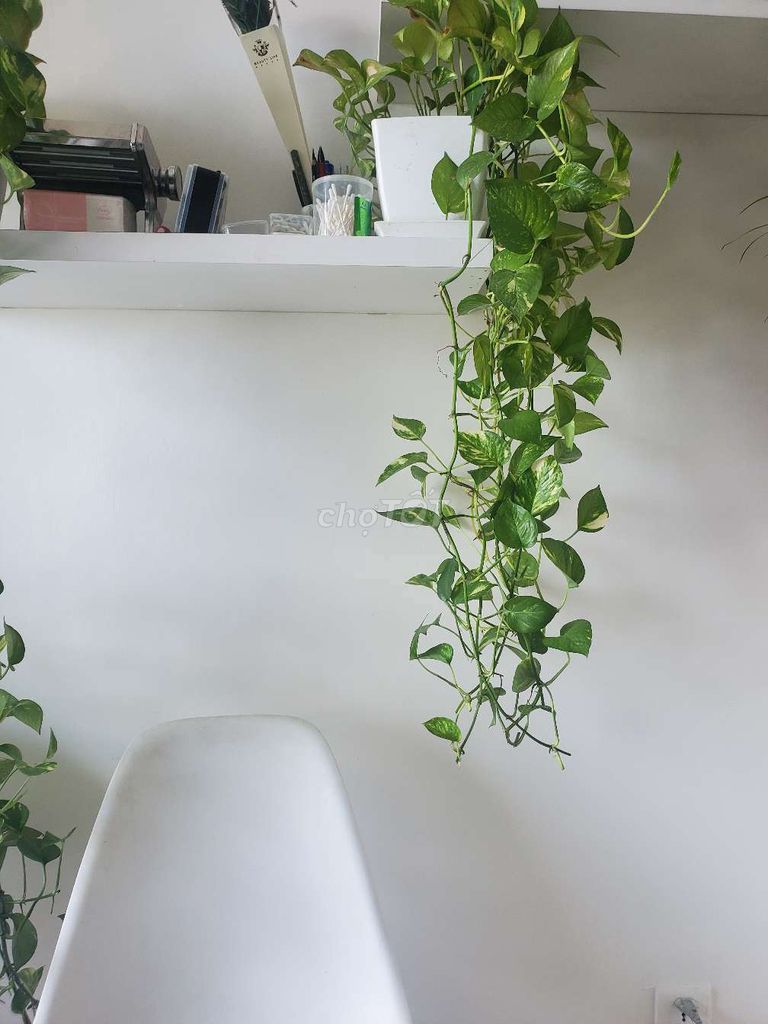 Nhà riêng cho thuê tại Khương Đình, 65m² giá 9 triệu - Vào ở ngay!