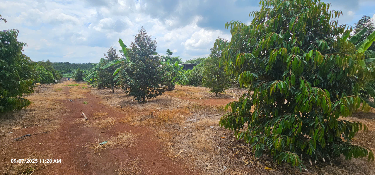 Đất thổ cư 150m² tại ĐT 328, Bàu Lâm, Xuyên Mộc - Giá chỉ 4,2 tỷ VND