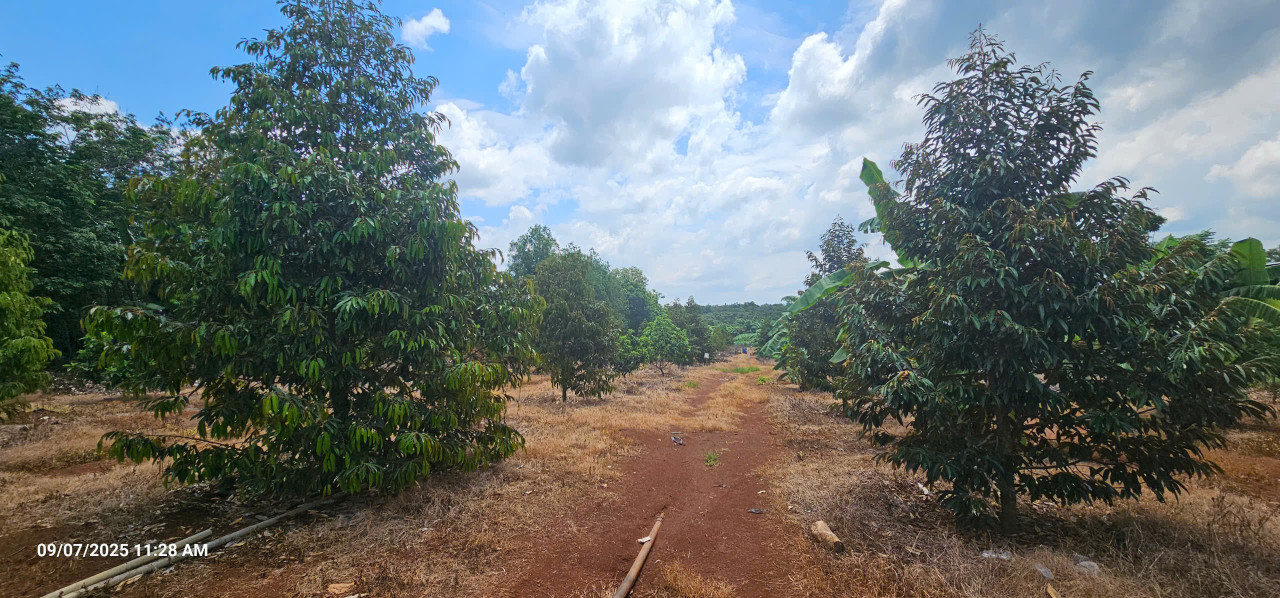 Bán gấp đất thổ cư tại ĐT 328, Bàu Lâm, Xuyên Mộc, Bà Rịa Vũng Tàu, giá tốt 16 tỷ, 5000m²