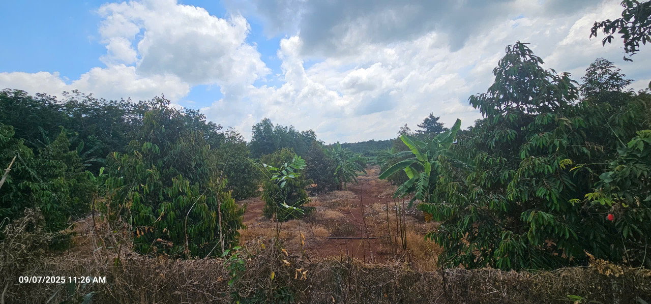 Bán đất 15000m² tại ĐT 328, Bàu Lâm, Xuyên Mộc, 45 tỷ - Đầu tư sinh lời lý tưởng!