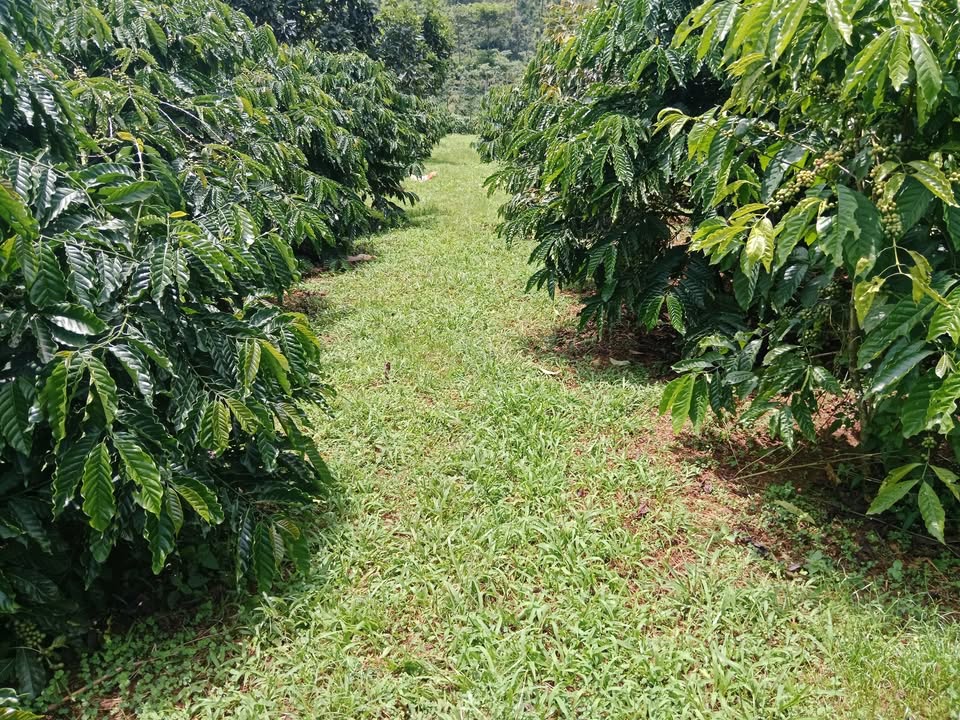 Đất nền 1.7ha tại xã Nam Bình, huyện Đắk Song giá chỉ 3.2 tỷ - Tiềm năng đầu tư lớn!