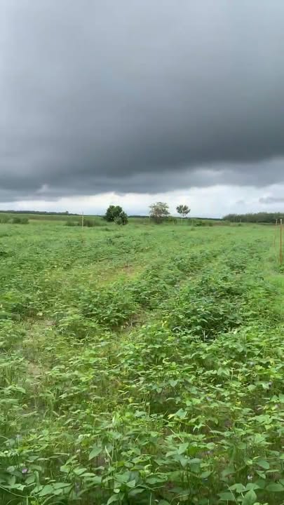 Đất nền Tân Hội, Tân Châu, Tây Ninh 10.000m² giá 1.2 tỷ - Cơ hội đầu tư hấp dẫn!