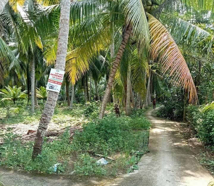 Đất nền Thanh Tân Mỏ Cày Bắc Bến Tre 7000m² giá 5.25 tỷ - Tiềm năng phát triển lớn!