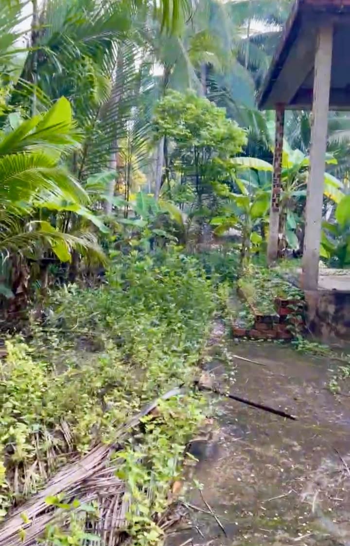 Đất vườn dừa 1280m² chính chủ tại Mỏ Cày Bắc giá 900 triệu - Cơ hội đầu tư hấp dẫn!