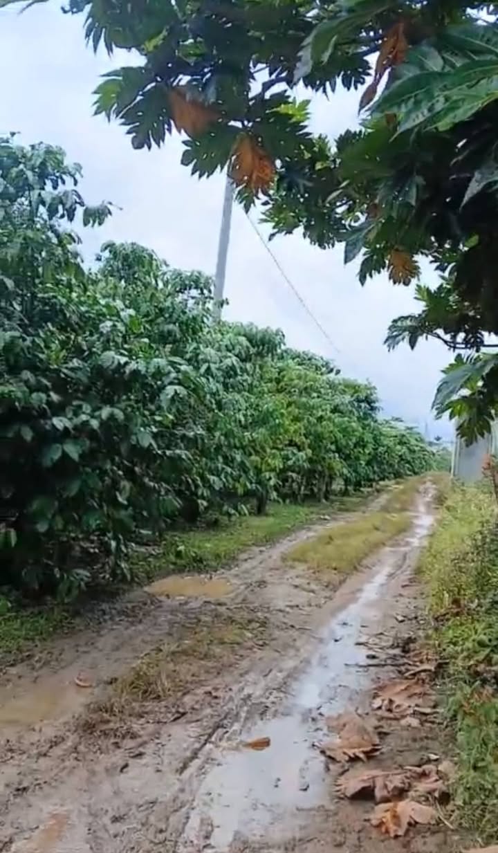 Đất nền Bảo Lộc 5000m² giá 15 tỷ - Mặt tiền đường Mạc Thị Bưởi