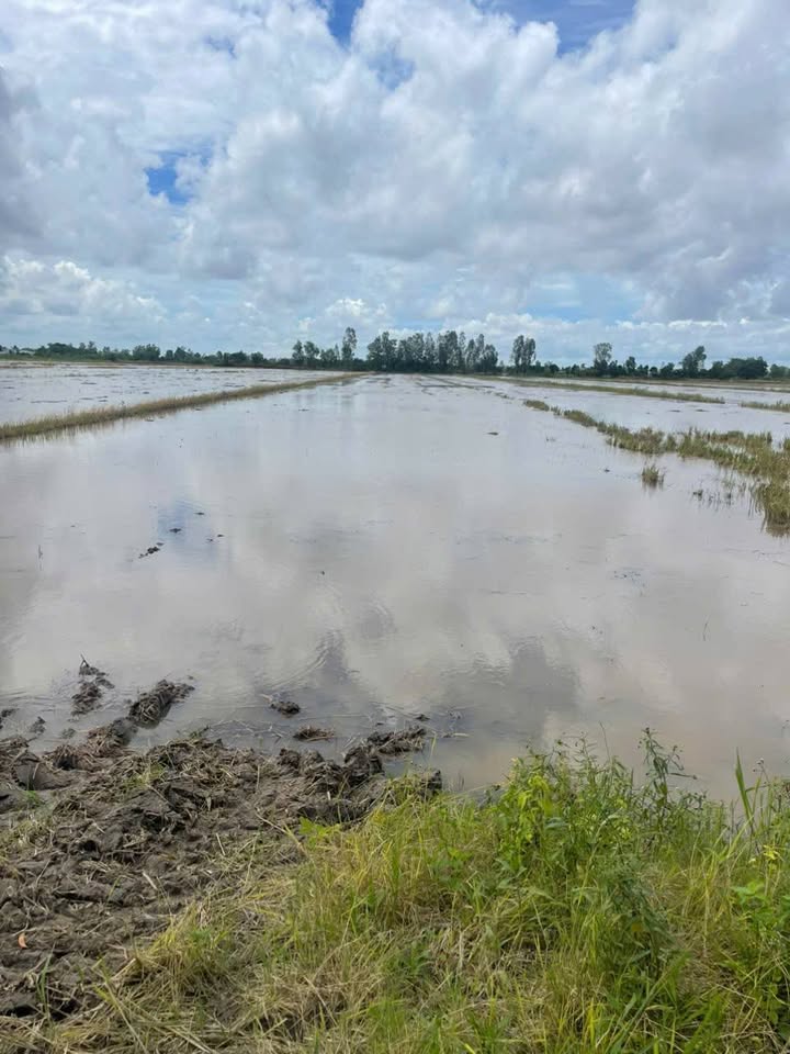 Đất nông nghiệp 14.911m² mặt tiền 36m - Đầu tư sinh lời tại Thới Lai!