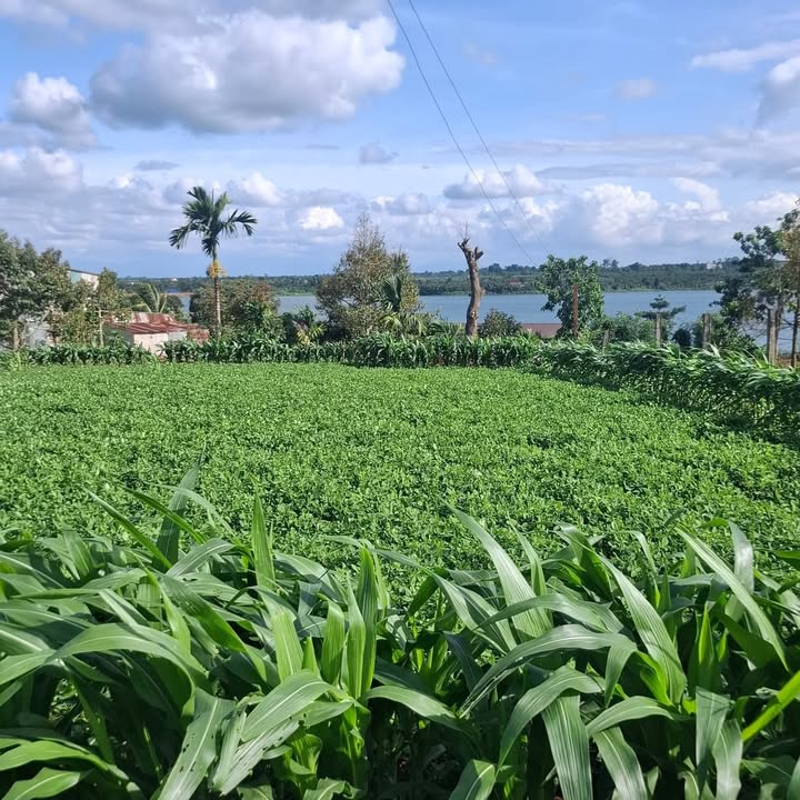 Đất nền đẹp Phú Xuân, Đắk Lắk 1.155m² - Tiềm năng đầu tư lớn!