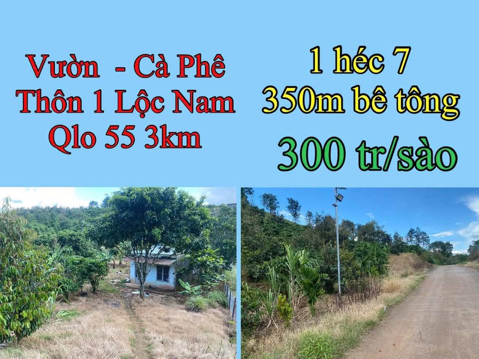 Farm vườn cà phê Lộc Nam 1ha giá 510 triệu - Cơ hội đầu tư tuyệt vời!