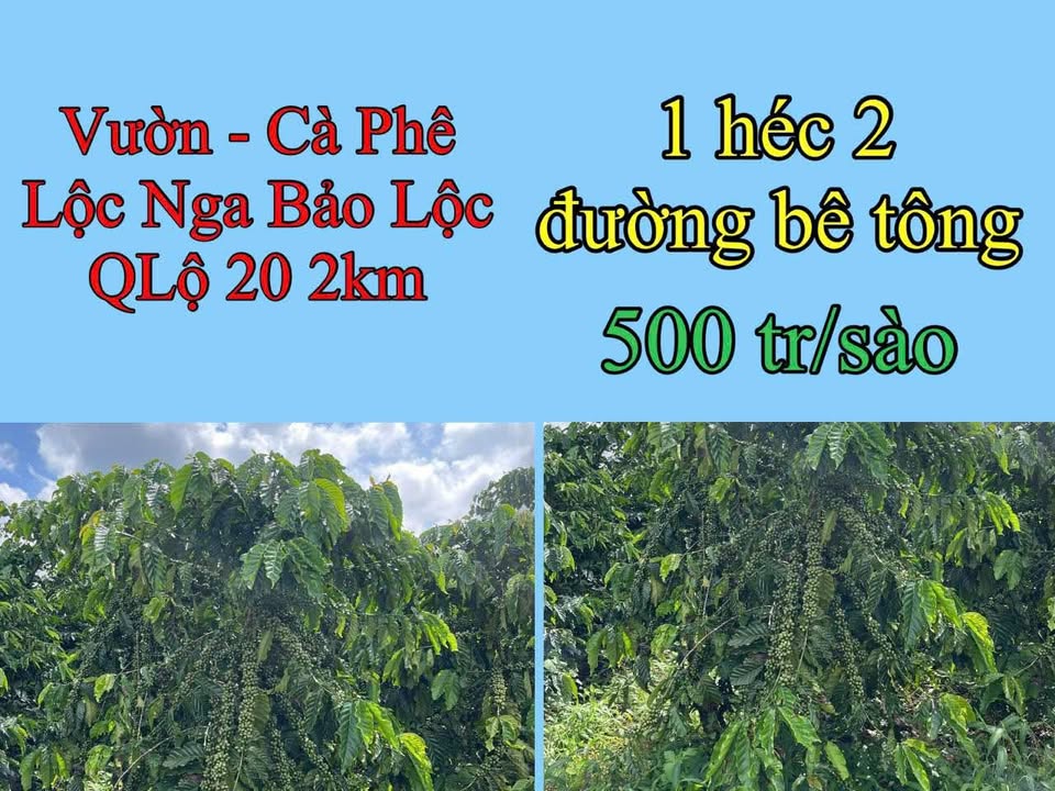 Vườn cà phê 1ha tại Lộc Nga, Bảo Lộc - Giá chỉ 600 triệu - Đầu tư sinh lời!