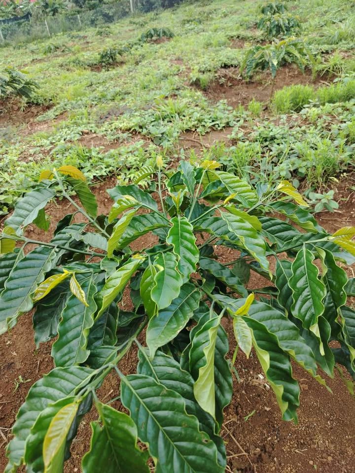 Đất nền Đắk Wer, Đắk R'Lấp 8000m² - Mặt tiền đường nhựa, giá tốt cho nhà đầu tư!