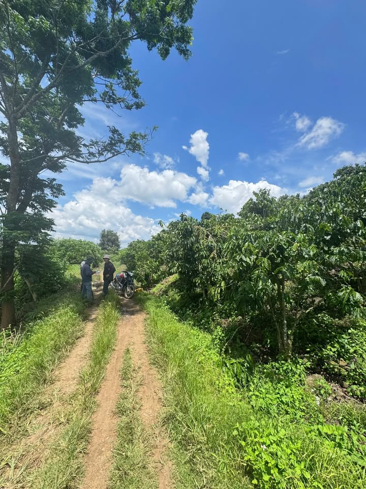 Đất Tân Văn, Lâm Hà 1300m² giá 790 triệu - Cơ hội đầu tư tốt!