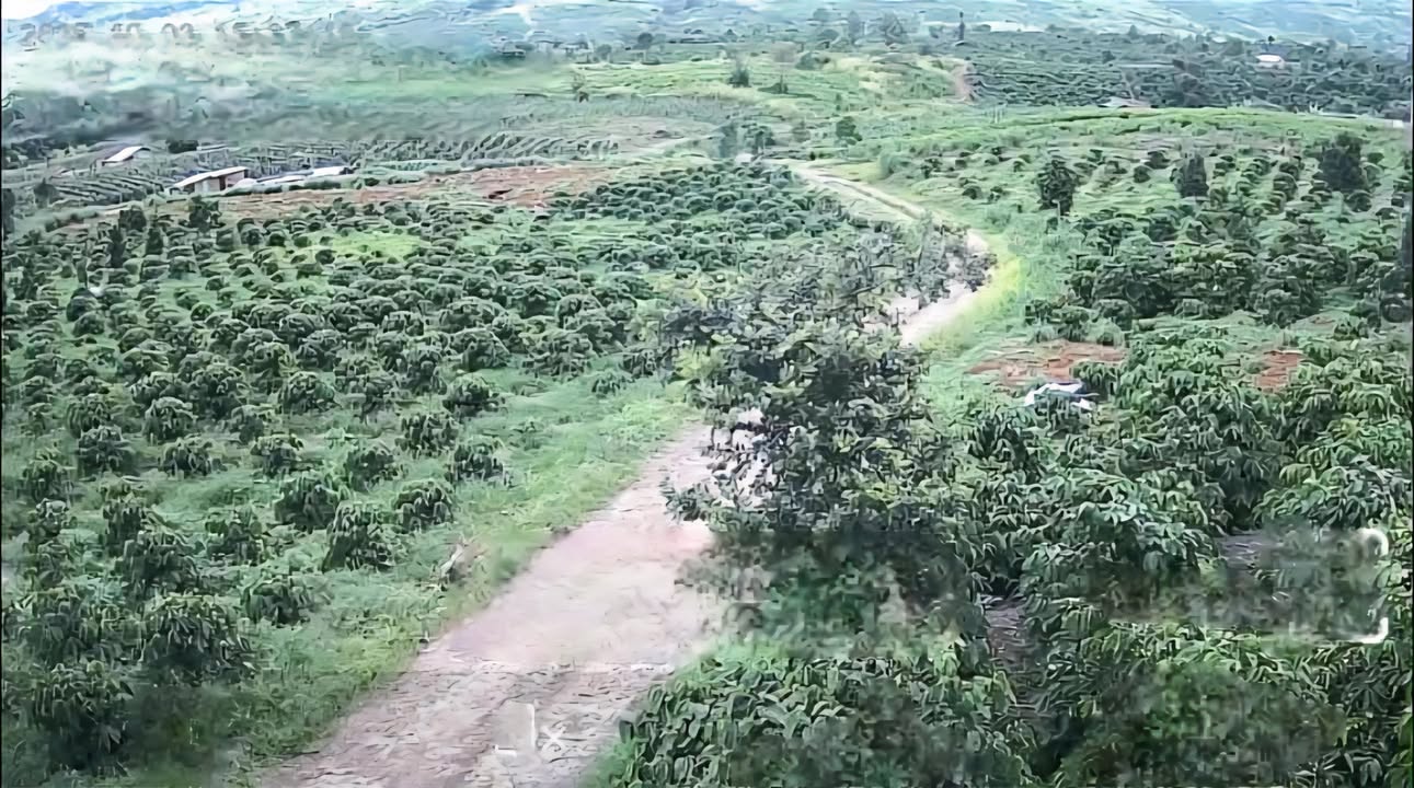 Farm Đan Phượng Lâm Hà 2.2ha giá 5.88 tỷ - Đầu tư sinh lời ngay!