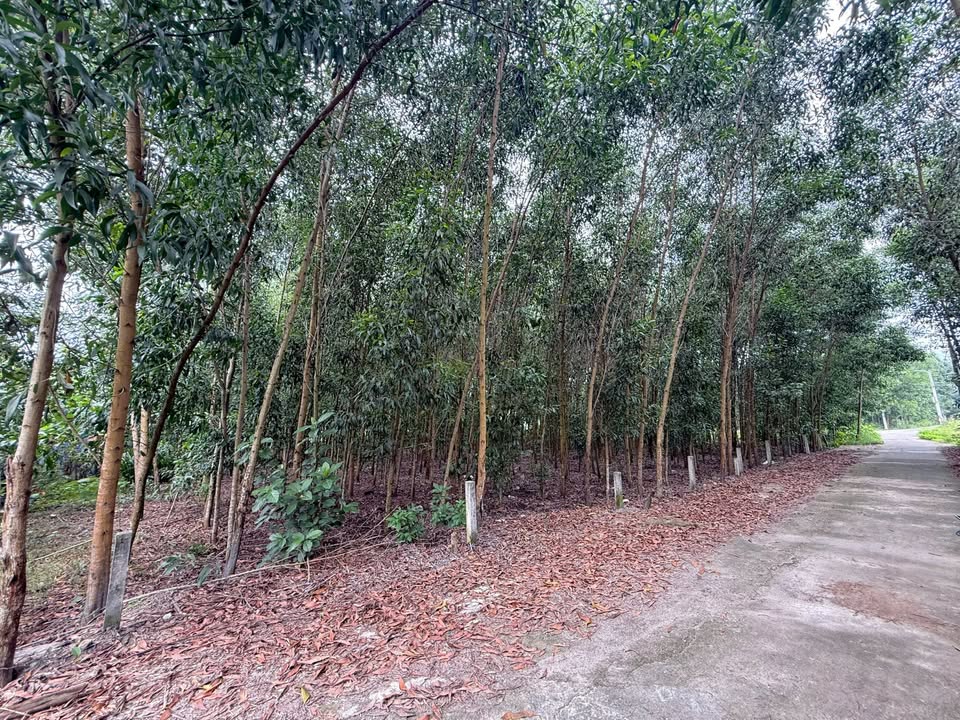 Đất 2 mặt tiền 936m² tại Hòa Phong, Đà Nẵng - Cơ hội đầu tư sinh lời!