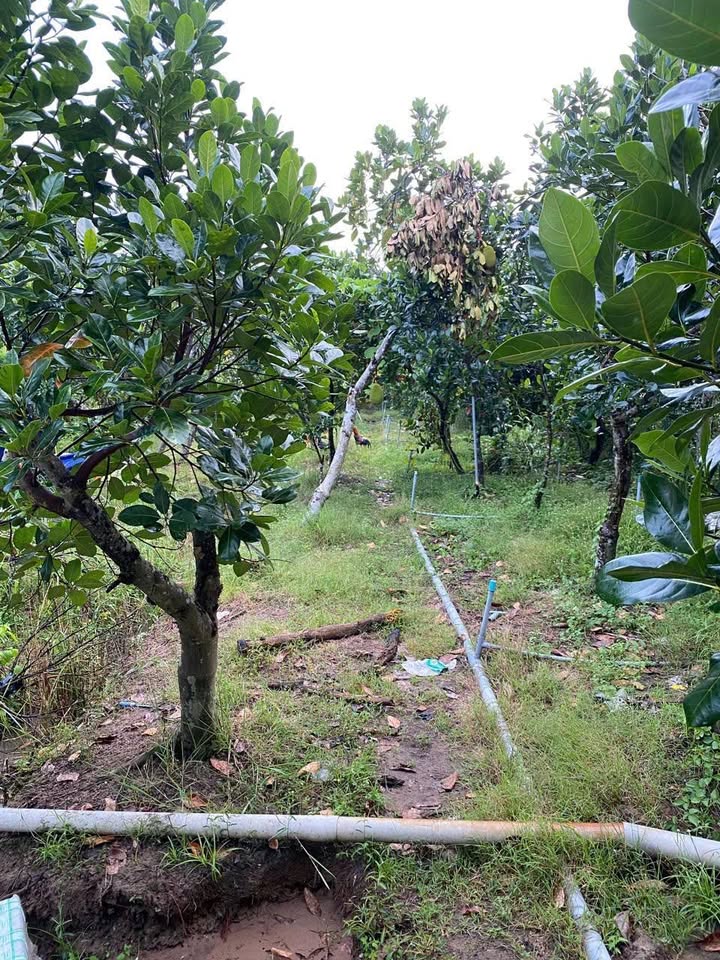 Đất vườn 8.2ha tại Mỹ Thạnh, Cái Bè - Giá 3 tỷ, chính chủ bán gấp!