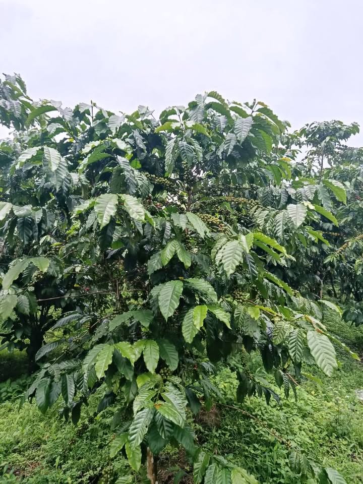 Đất Farm 17.000m² tại Bảo Lộc - Giá chỉ 768 triệu - Cơ hội vàng cho nhà đầu tư!