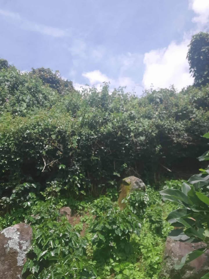 Đất nông nghiệp 8,111m² tại phường Xuân Trường, Đà Lạt - Giá 3,5 tỷ, thương lượng chính chủ!