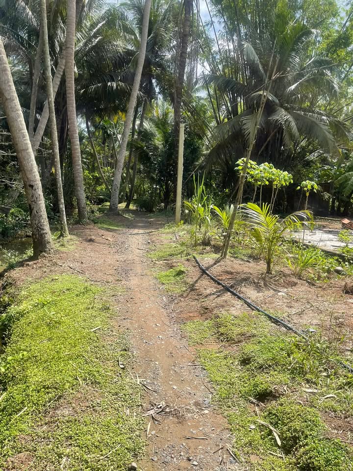 Đất vườn dừa 3200m² tại xã Tân Phú Tây, Mỏ Cày Bắc - Chỉ 350 triệu!