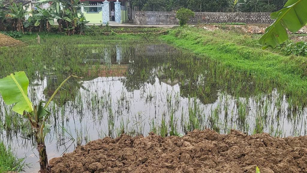 Đất xóm Bái, xã Trung Thành, huyện Vụ Bản 133m² - Giá nhỉnh 1 tỷ, hướng Nam