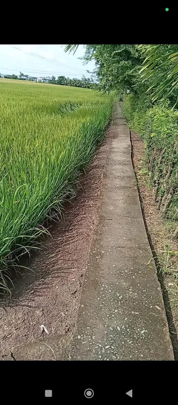 Đất nền 3000m² xã Long Hựu Đông giá 1.05 tỷ - Sổ đỏ chính chủ!