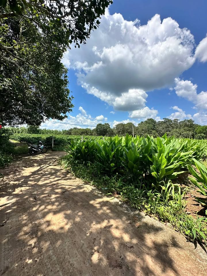 Đất nền Xuân Thọ 100m² chỉ 420 triệu - Sổ đỏ chính chủ, thương lượng tốt!