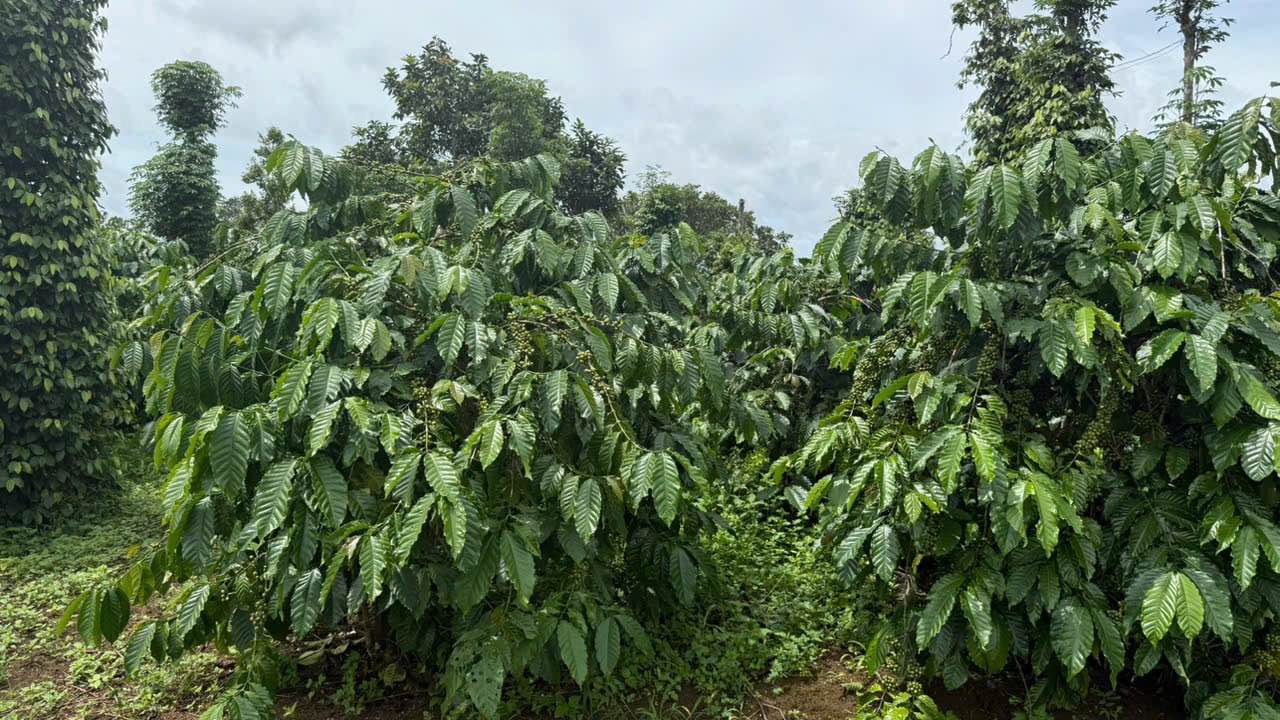 Rẫy siêu VIP 2ha tại Nghĩa Tân, Gia Nghĩa - Nguồn thu mạnh, giá chỉ 6.5 tỷ!