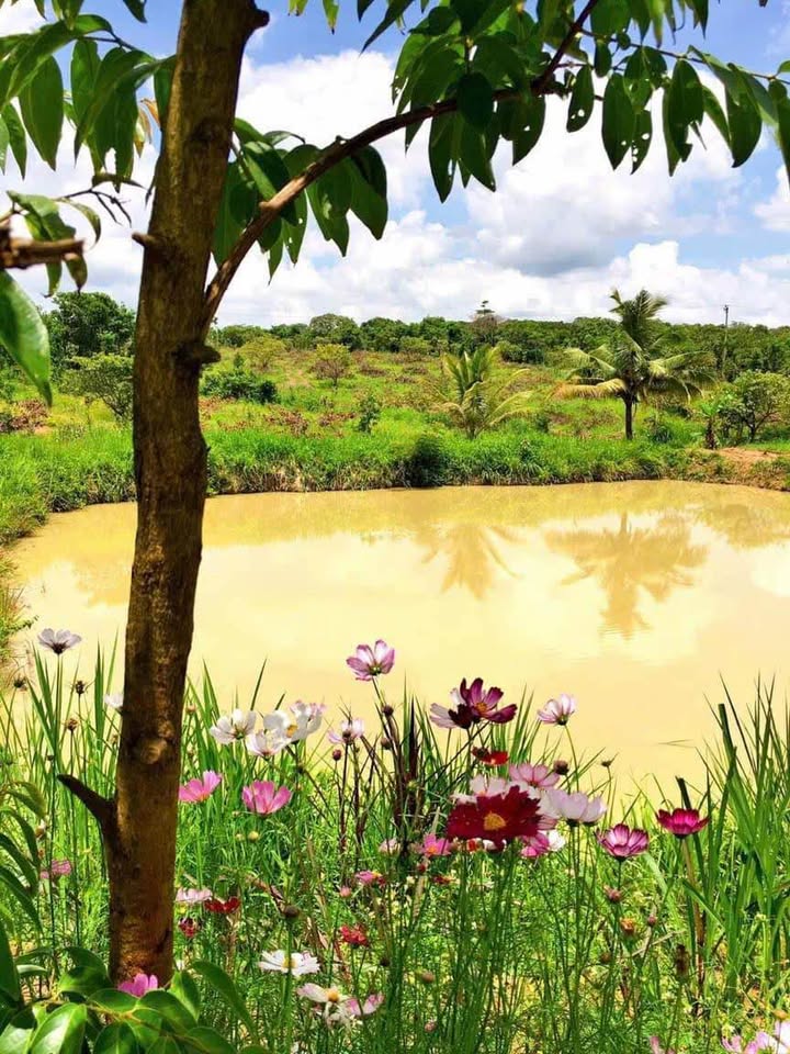 Đất vườn 1,7ha tại thôn 12, xã Tâm Thắng - Sổ đỏ chính chủ, giá chỉ 5,9 tỷ!