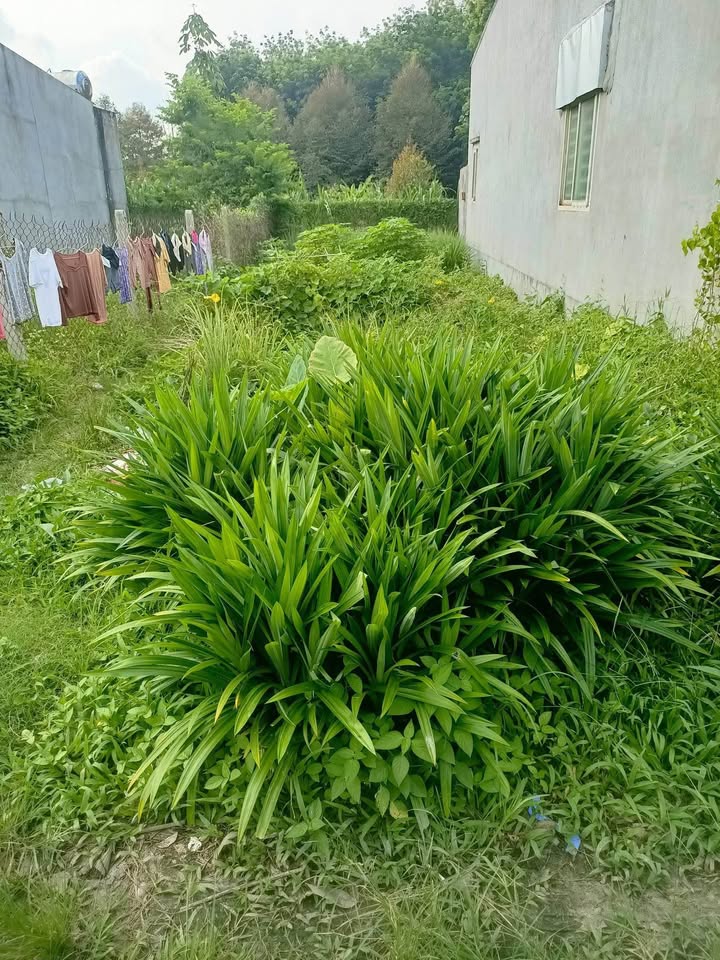 Đất nền Hẻm 22 Trường Xuân, Hòa Thành 50m² giá 400 triệu - Cơ hội đầu tư tuyệt vời!