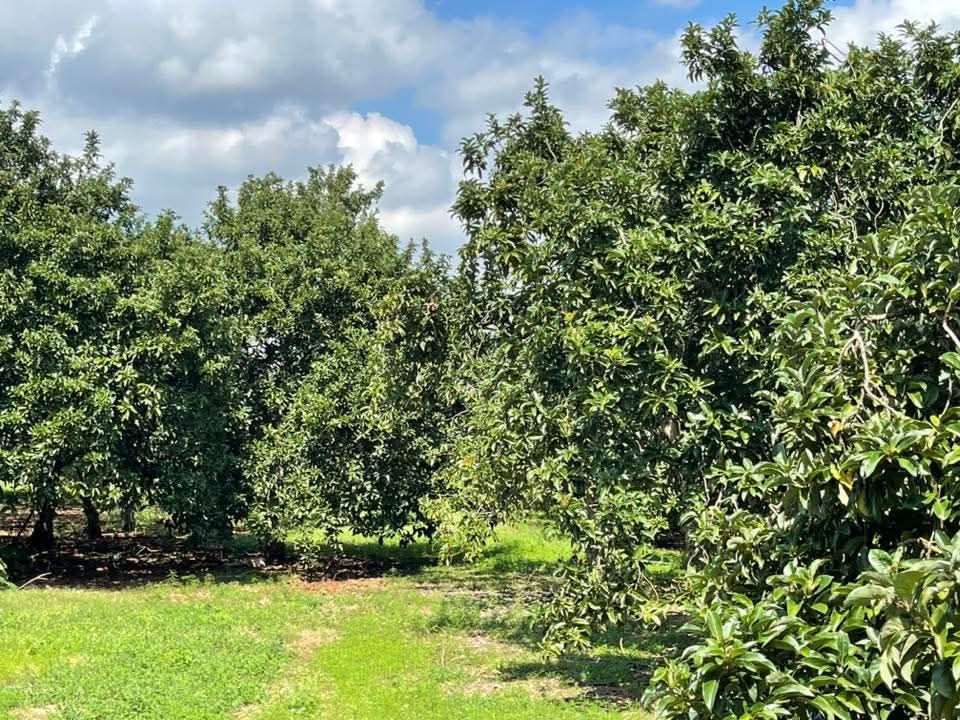 Đất 4 sào 5 mặt tiền đường Mát Tin, Thống Nhất, Đồng Nai - Sổ đỏ chính chủ, giá 5.8 tỷ!