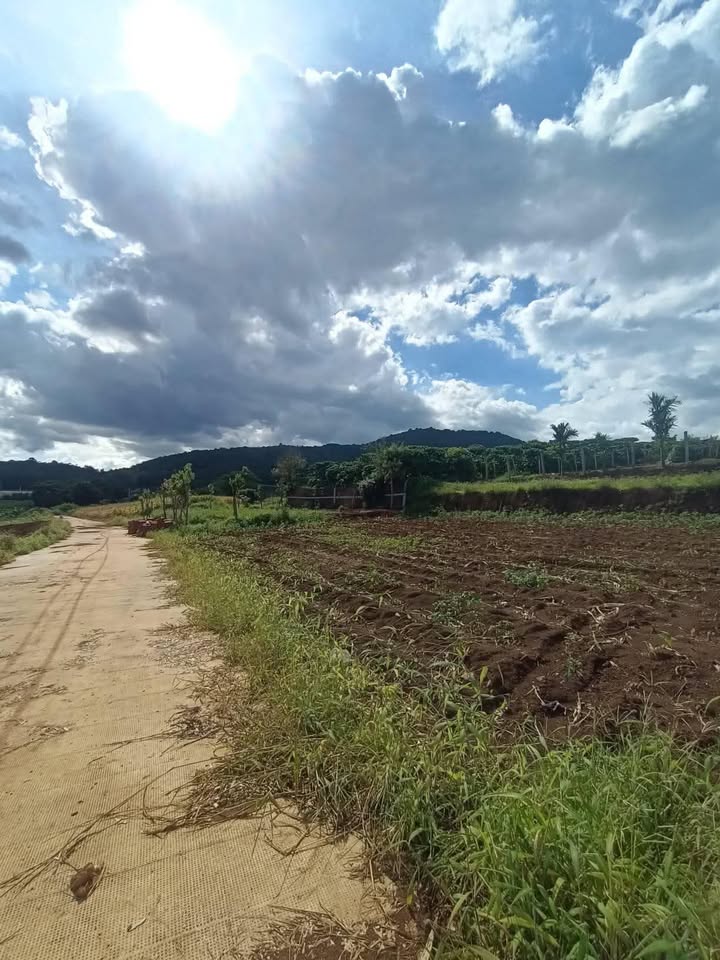 Đất thổ cư 126m² tại xã Hiệp Thạnh, Lâm Đồng - Giá chỉ 800 triệu, sổ hồng chính chủ!