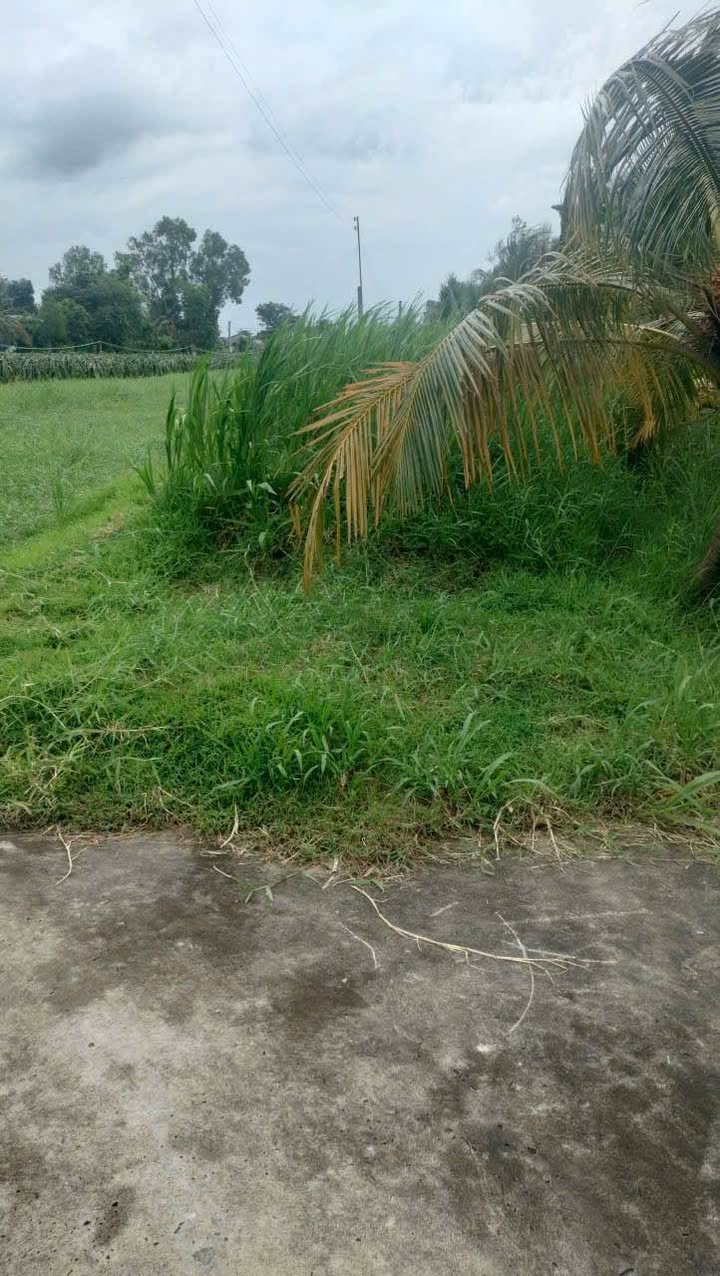 Đất lúa 1500m² phường Tân An, Long An - Giá chỉ 1.38 tỷ, tiềm năng đầu tư lớn!