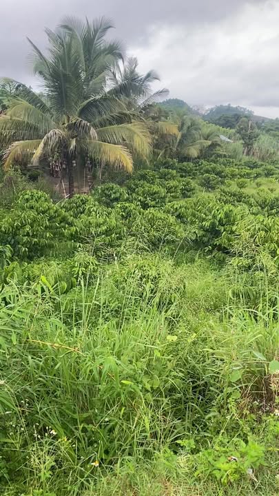 Farm 16.200m² tại Đức Xuyên, Krông Nô chỉ 300 triệu - Chính chủ bán gấp!