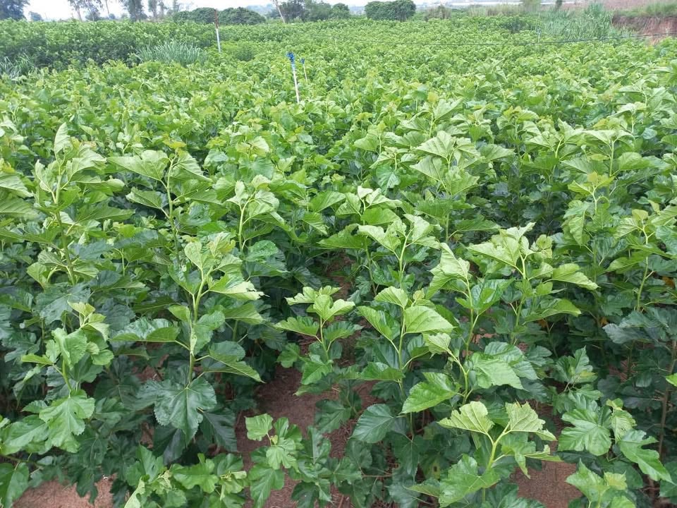 Đất nông nghiệp N'Thol Hạ, Đức Trọng 5500m² giá 2.25 tỷ - Đường ô tô tới nơi!