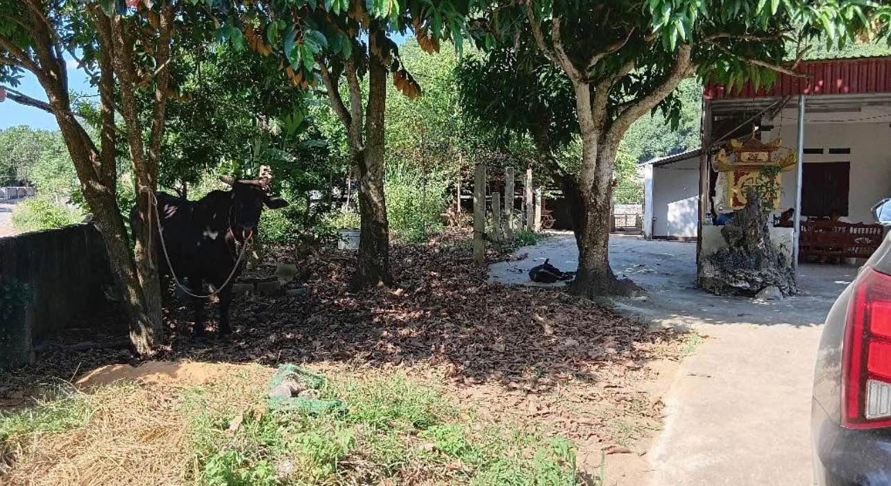 Đất nền Địch Quả, Thanh Sơn 4944m² giá 3 tỷ - Tiềm năng đầu tư lớn!