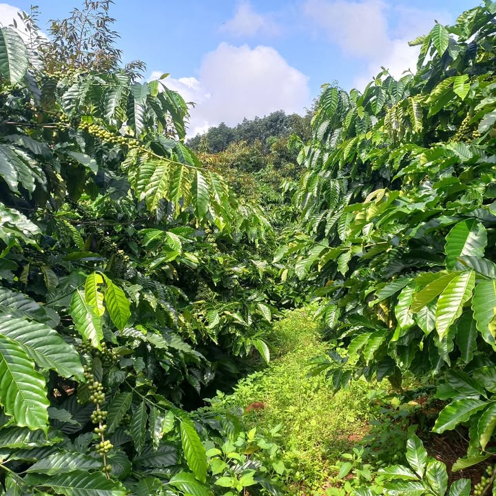 Đất nền Quảng Trực Tuy Đức 1.5ha giá 3.2 tỷ - Cơ hội đầu tư hấp dẫn!