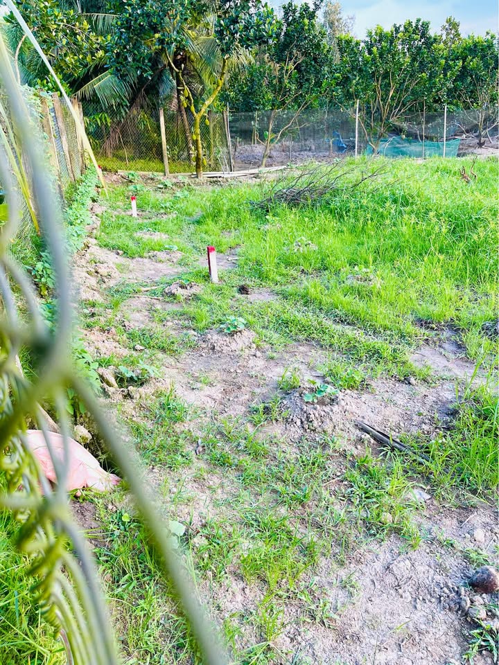 Đất nền đường nhựa ô tô xã Tân Long Hội, Vĩnh Long 125m² giá 260 triệu - Diện tích lý tưởng cho đầu tư!