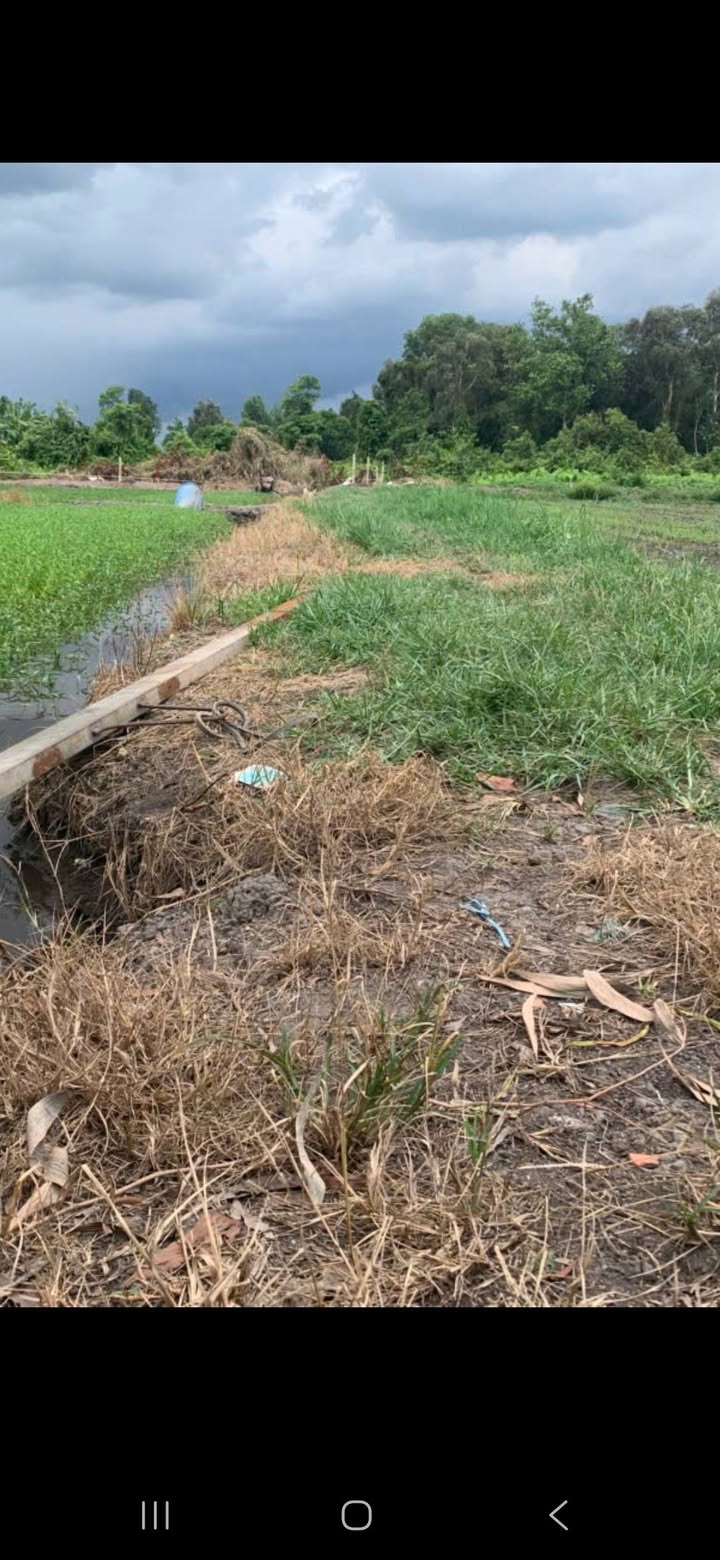 Đất nền 500m² tại Trung Đông 7, Hóc Môn - Sổ đỏ chính chủ, giá chỉ 750 triệu!