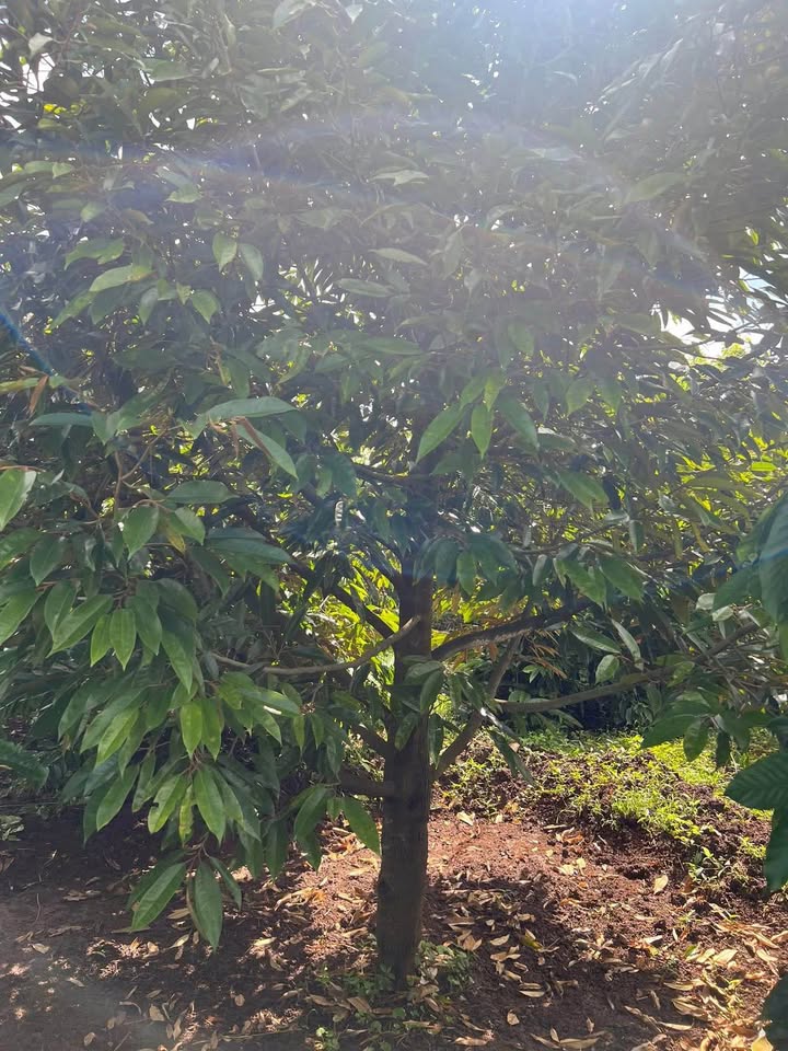 Đất nông nghiệp 1ha xã Ea H'đing, Cư M'gar giá 2.1 tỷ - Cơ hội đầu tư sinh lời!